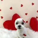 강아지 미장원 이미지