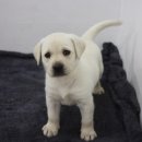 장난꾸러기 대형견 래브라도 리트리버 분양합니다 ^^ 이미지