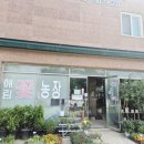 덕진 농장 | 전주 &#39;삼례애림꽃농장&#39; / 저렴하게 구입 가능한 화원 추천! 구매 후기