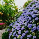 제주블랑 이미지