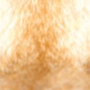 스텔라동물의료센터 이미지