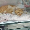 해맞이 동물병원 이미지