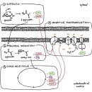 세포호흡의 단계 Steps of cellular respiration 이미지