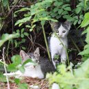 숲속의요정 이미지