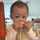 뿔들의 섬 | 진해 소쿠리섬 야생사슴 뿔에 뭐지!?!!