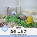 건강한펫 | 김해 햄스터 토끼 파는 곳 깔끔한 자연 같은 환경의 건강한 소동물이 사는 모찌펫 방문 후기