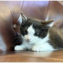 도그메리트 강아지 이미지