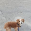 개털깍는 사랑이네 이미지