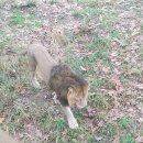 카페융가비 | 카페 융가비, 서울대공원 필수 코스일까?