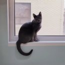 묘랑 고양이 전문호텔 이미지