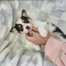 도그마루 강아지고양이 목동점 네이버블로그