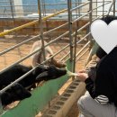 비둘기농장 | 화성 딸기 체험 농장 아기농부