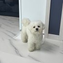 노블리스 | 경주 애견동반펜션 노블리스펜션 넓은 마당이 있는 감포 애견펜션