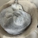 예뻐질:개&고양이카페 이미지