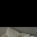 파주애견미용센터 이미지