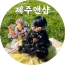제주웨딩스냅 제주앤샵 솔직후기(feat.제주찐투어)