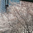 어울마당로 107 AA플레이스 앞 | 봄꽃 가득한 일주일🌼🌷🌸 평일 약속으로 차있는 신기한 주