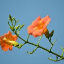 월롱초등학교 이미지