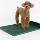 똑똑 애견유치원 이미지