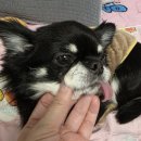 호두 펫푸드 | 강아지 눈물 사료 하림펫푸드 밥이보약으로 눈 건강 고민 싹