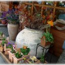 민들레울 이미지