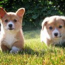 영등포 우신종합 동물병원 이미지