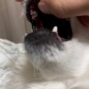 호담동물병원 이미지