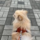 도그바게트 이미지