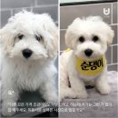 야옹아 멍멍해봐 별내점 이미지