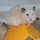 펫엔글라이더본점 이미지