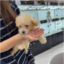 오하이독 안심분양센터 김포점 | 김포강아지분양 버디독 강아지분양 안심분양센터 김포점에서 확인하는 올바른 입양 절차와 초보자를...