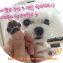 춘천소설호텔(Chuncheon SOHSUL HOTEL) | [춘천1박2일여행]춘천소설호텔에서 1박했어요! 춘천소설호텔 스위트룸 이용 후기 ♪