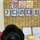 멍뭉호텔 이미지