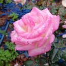 행복한하루 이미지