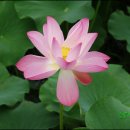 들꽃세상 이미지