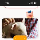 우리돼지 한돈 자조금협회의 문제점!!!! 이미지