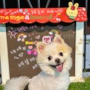 해돋이 가자 애견펜션 이미지