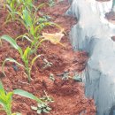 매네농장 이미지