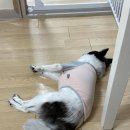 홀리몰리살롱 | 우리집 개자랑(3)_이발...이아니라 미용, 예방접종