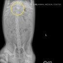 대구24시라이프동물의료센터 이미지