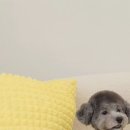 그루댕댕 이미지