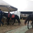 아라뱃길 승마클럽 이미지