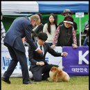 한국참피온 이미지