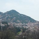 담양군 고비산 산벚꽃 숲길에 안겨 이미지