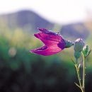 "도라지의 애틋한 사랑이 꽃으로 피어나다" 도라지 -Balloon-flower 이미지