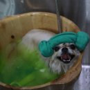 로이펫살롱 이미지