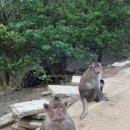 현옥농장 | 베트남 호치민 껀져투어(Can Gio) by 신투어리스트 생생후기