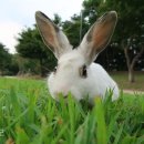 토끼랑 이미지