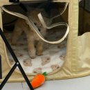 오늘도 예쁜 그루밍 | [반려견 미용실] 빵그루밍