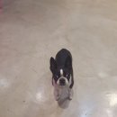 까네지노 이미지